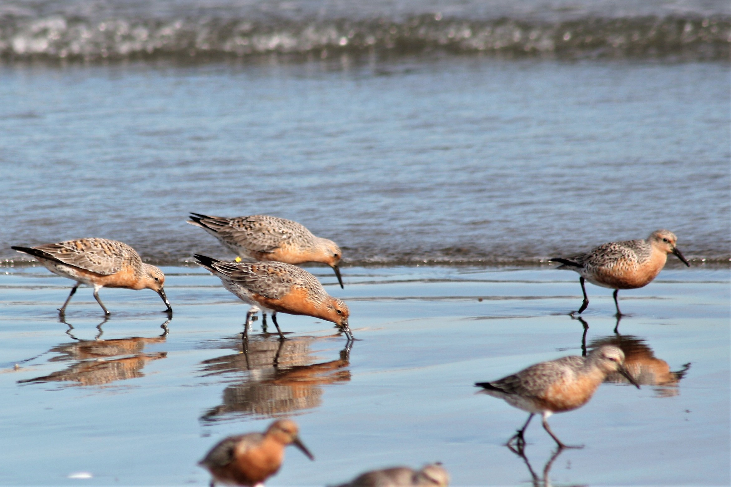 HABRÁ CHARLA ABIERTA SOBRE HUMEDALES COSTEROS DE PENÍNSULA VALDÉS Y AVES PLAYERAS MIGRATORIAS 