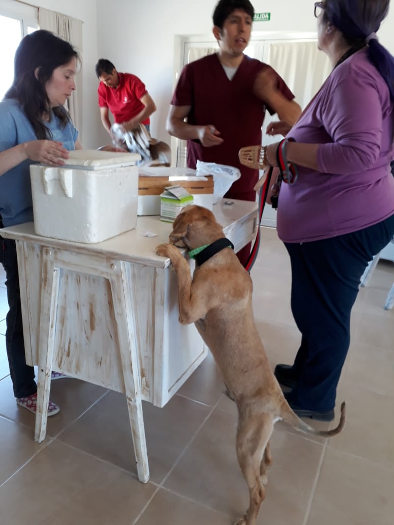 REALIZARÁN CAMPAÑA DE CASTRACIÓN GRATUITA PARA MASCOTAS EN EL 21 DE ENERO