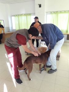 HABRÁ CAMPAÑAS DE VACUNACIÓN Y CASTRACIÓN PARA MASCOTAS