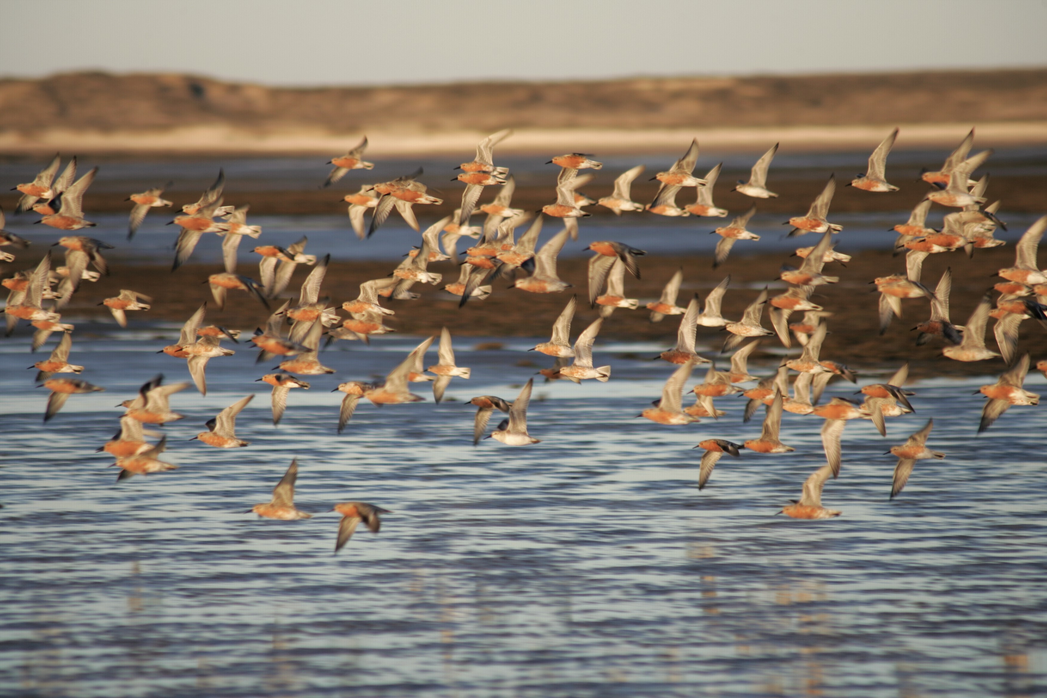 MES DEL TURISMO: CHARLA POR EL DÍA MUNDIAL DE LAS AVES PLAYERAS