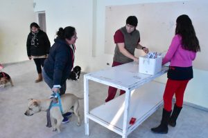 NUEVAS CAMPAÑAS GRATUITAS PARA MASCOTAS EN MADRYN