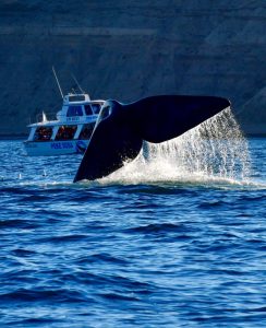 MADRYN LANZA #FUTUROVIAJE PARA LA ADQUISICIÓN DE SERVICIOS TURÍSTICOS EN FORMA ANTICIPADA Y CON IMPORTANTES DESCUENTOS