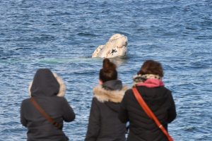 PUERTO MADRYN LANZÓ EL CONCURSO FOTOGRÁFICO “NATURALEZA SIN LÍMITES”