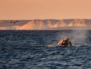 PUERTO MADRYN PRESENTÓ SUS ATRACTIVOS ANTE OPERADORES TURÍSTICOS INTERNACIONALES