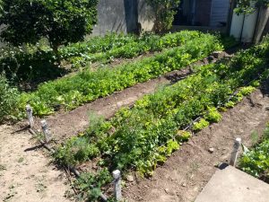 FINALIZÓ EL CURSO DE FORMACIÓN DE PROMOTORES EN HUERTAS AGROECOLÓGICAS