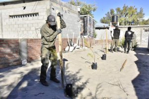 EL MUNICIPIO REEMPLAZÓ EJEMPLARES DE TAMARISCOS EN LA COSTA DE MADRYN