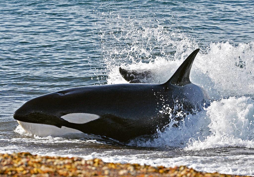 CHARLA SOBRE RECOMENDACIONES ANTE POSIBLES ENCUENTROS CON ORCAS  