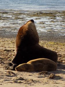 PAUTAS DE COMPORTAMIENTO RESPONSABLE ANTE LA PRESENCIA DE ANIMALES SILVESTRES EN LA COSTA