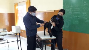 CONTINÚAN LAS CAMPAÑAS GRATUITAS PARA MASCOTAS