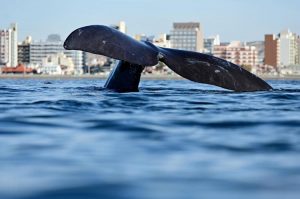 FIN DE SEMANA LARGO CON EL 50% DE OCUPACIÓN EN LA HOTELERÍA DE PUERTO MADRYN