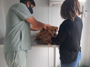 CONTINÚAN LAS CAMPAÑAS GRATUITAS PARA MASCOTAS