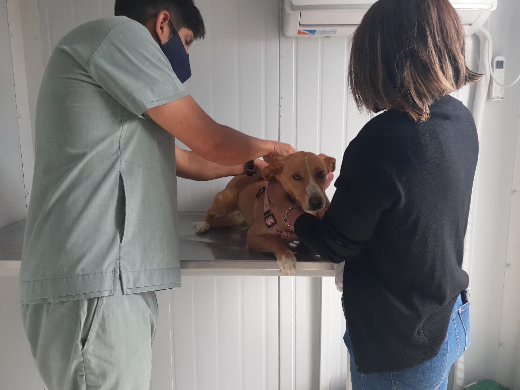 CONTINÚAN LAS CAMPAÑAS GRATUITAS PARA MASCOTAS