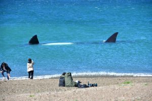 PUERTO MADRYN SERÁ ANFITRIONA DEL PROYECTO “ESTRATEGIA DE INTERNACIONALIZACIÓN TURÍSTICA EN PARQUES NACIONALES Y ÁREAS PROTEGIDAS”