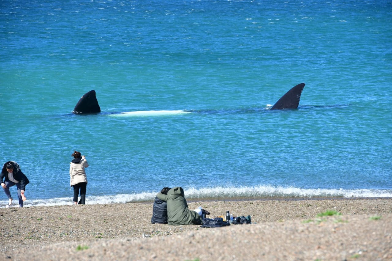 PUERTO MADRYN SERÁ ANFITRIONA DEL PROYECTO “ESTRATEGIA DE INTERNACIONALIZACIÓN TURÍSTICA EN PARQUES NACIONALES Y ÁREAS PROTEGIDAS”