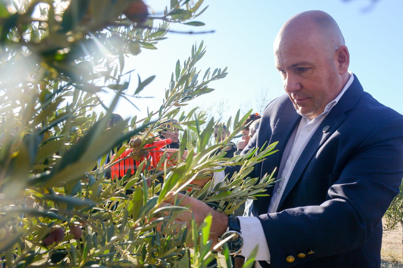 EL VICEGOBERNADOR Y EL INTENDENTE ESTUVIERON EN EL INICIO DE LA COSECHA DE ACEITUNAS DE LA FINCA “LOS OLIVARES”