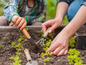 INVITAN A PARTICIPAR DE UNA SIEMBRA DE PLANTAS AUTÓCTONAS