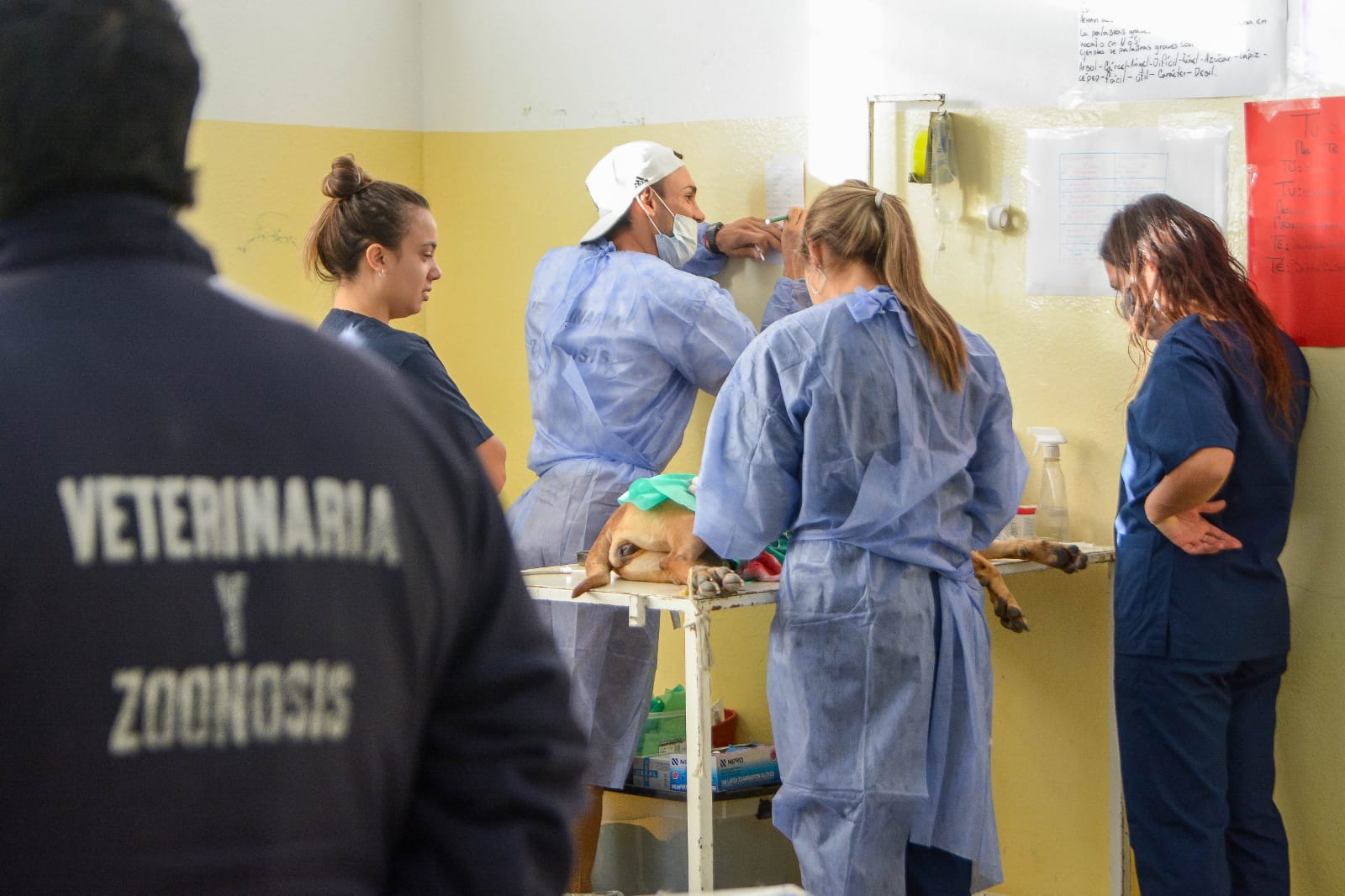 CAMPAÑA DE CASTRACIÓN GRATUITA PARA PERROS Y GATOS