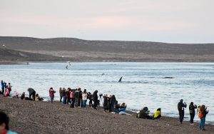 DURANTE EL FIN DE SEMANA LARGO, PUERTO MADRYN RECIBIÓ UN 55% MÁS DE VISITANTES QUE PARA LA MISMA FECHA DEL 2021