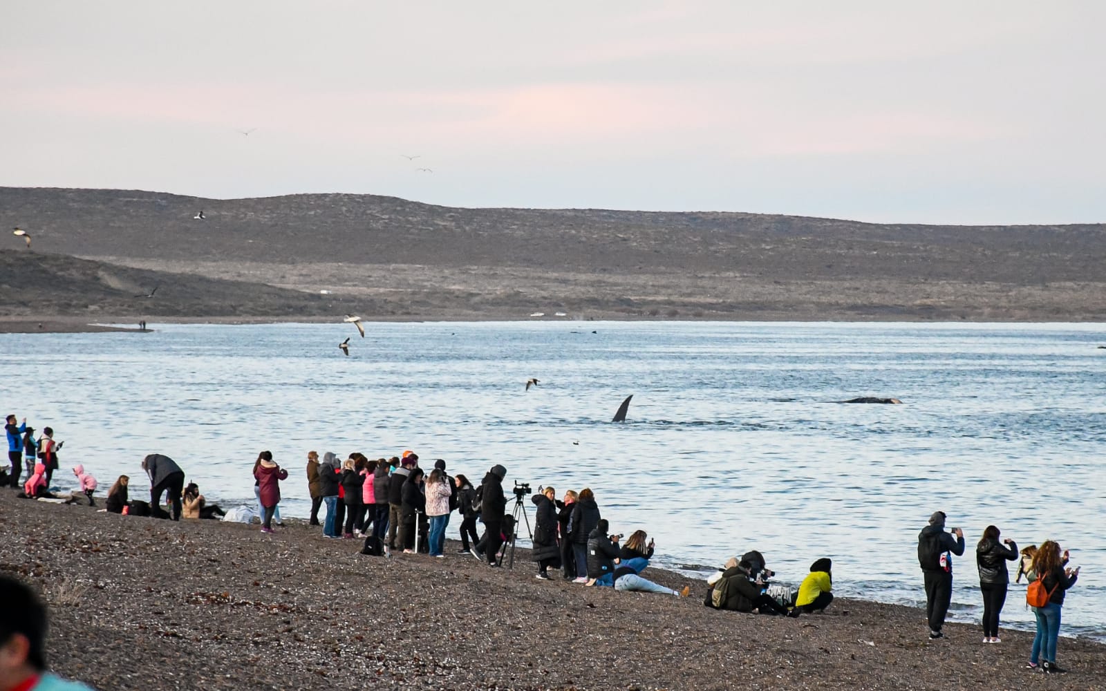 DURANTE EL FIN DE SEMANA LARGO, PUERTO MADRYN RECIBIÓ UN 55% MÁS DE VISITANTES QUE PARA LA MISMA FECHA DEL 2021