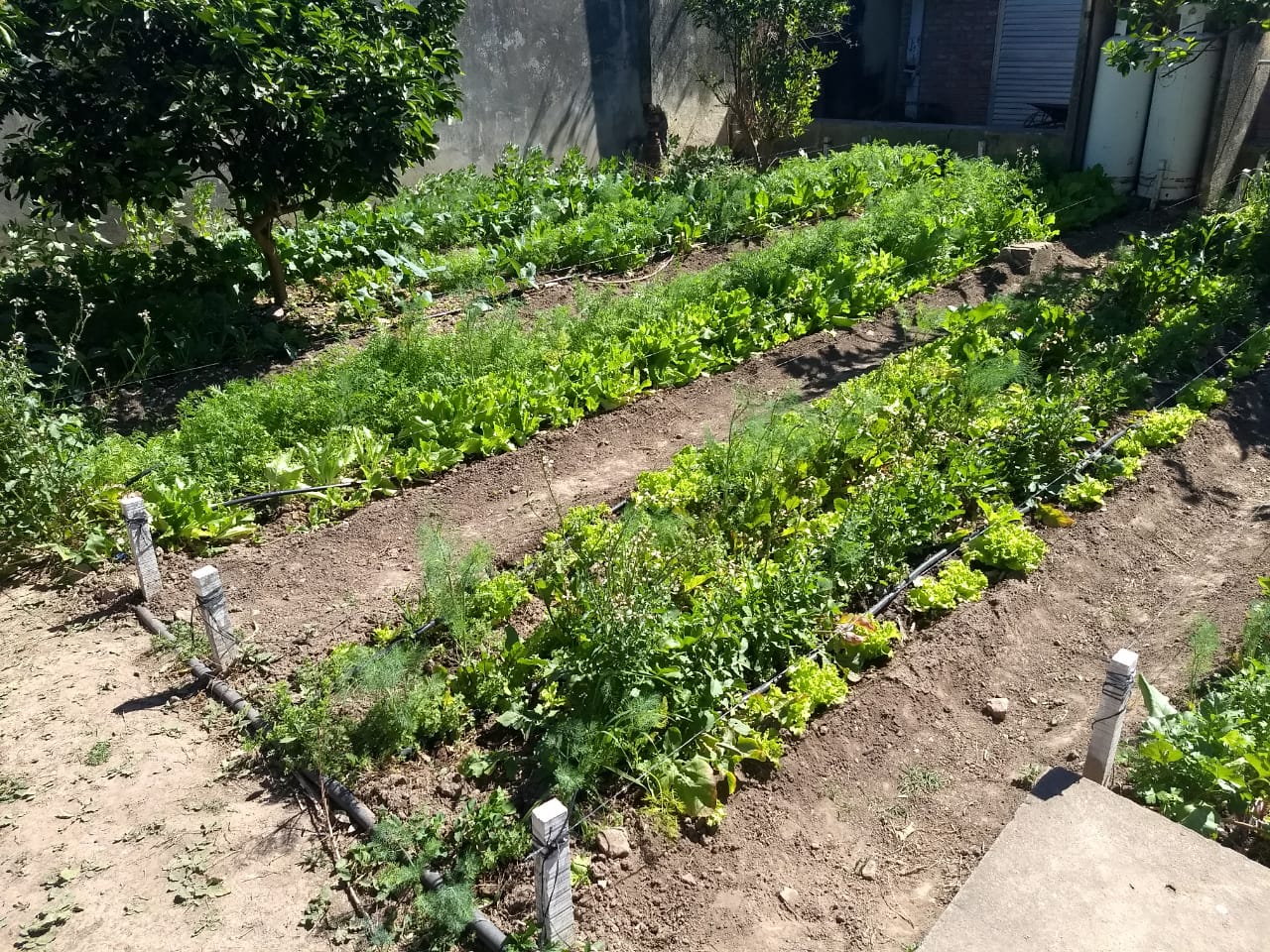 INVITAN AL TALLER “HUERTA Y ALIMENTACIÓN SALUDABLE”