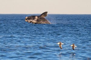 PUERTO MADRYN ES EL SÉPTIMO DESTINO MÁS ELEGIDO