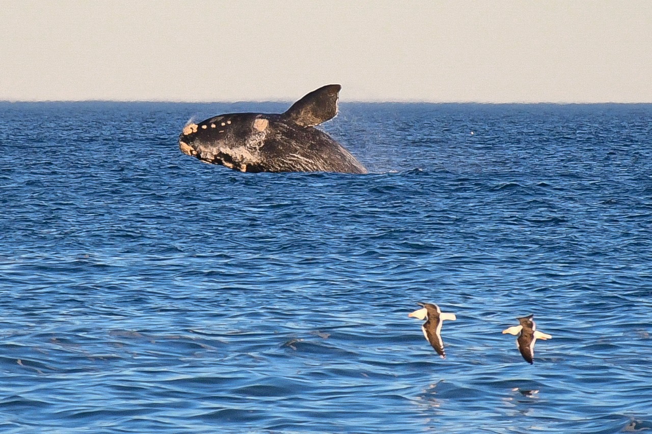 PUERTO MADRYN ES EL SÉPTIMO DESTINO MÁS ELEGIDO