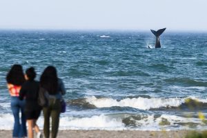 EL ARRIBO DE TURISTAS A PUERTO MADRYN DURANTE OCTUBRE FUE UN 20% MÁS QUE EN 2021 Y MARCÓ UN NUEVO RÉCORD HISTÓRICO