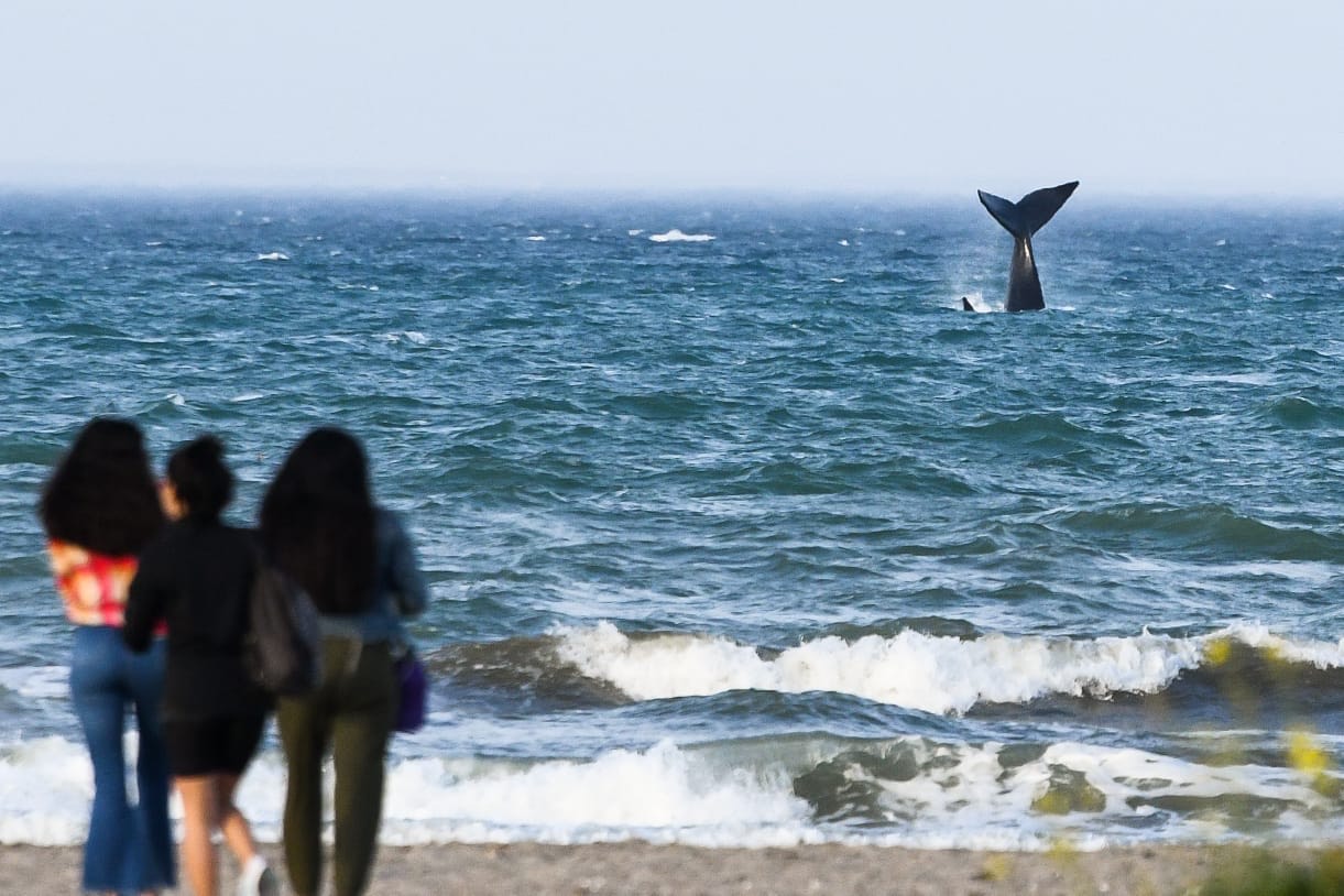 EL ARRIBO DE TURISTAS A PUERTO MADRYN DURANTE OCTUBRE FUE UN 20% MÁS QUE EN 2021 Y MARCÓ UN NUEVO RÉCORD HISTÓRICO