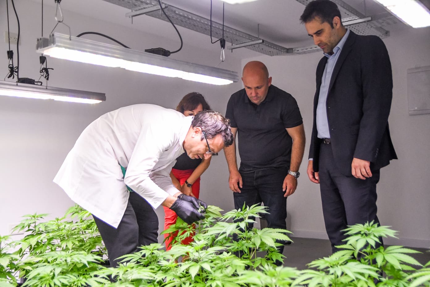EL INTENDENTE ESTUVO EN LA INAUGURACIÓN DE “WHALE LEAF FARM”, EMPRESA QUE PRODUCE Y DISTRIBUYE DERIVADOS DE CANNABIS MEDICINAL