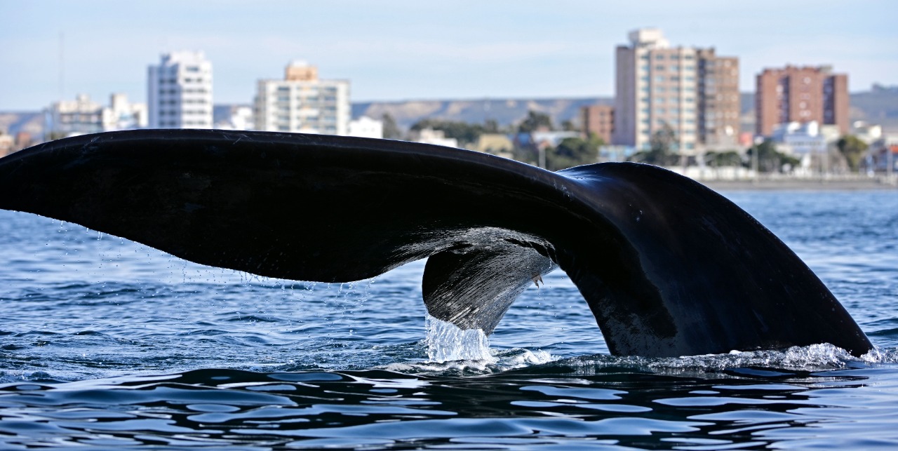 LA TEMPORADA DE BALLENAS EN PUERTO MADRYN FUE LA MEJOR DE LOS ÚLTIMOS 15 AÑOS, CON EL ARRIBO DE 147.000 TURISTAS, UN 39% MÁS QUE EN 2021