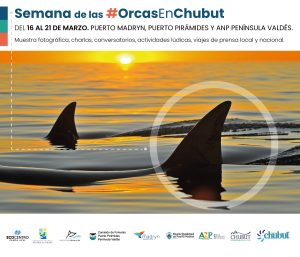 PUERTO MADRYN SE SUMA CON DISTINTAS ACTIVIDADES AL INICIO DE LA TEMPORADA DE ORCAS 2023