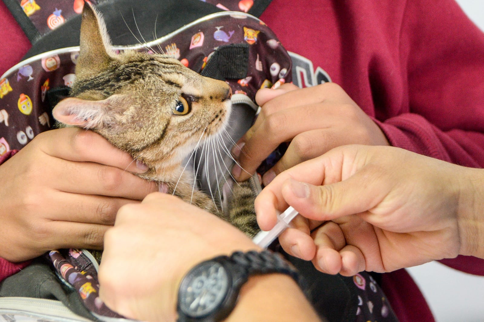 CONTINÚAN LAS CAMPAÑAS GRATUITAS PARA PERROS Y GATOS