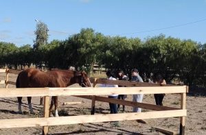 LA ACTIVIDAD CON CABALLOS PARA JÓVENES CON TEA YA SE DESARROLLA EN MADRYN
