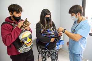 CONTINÚAN LAS CAMPAÑAS GRATUITAS PARA PERROS Y GATOS
