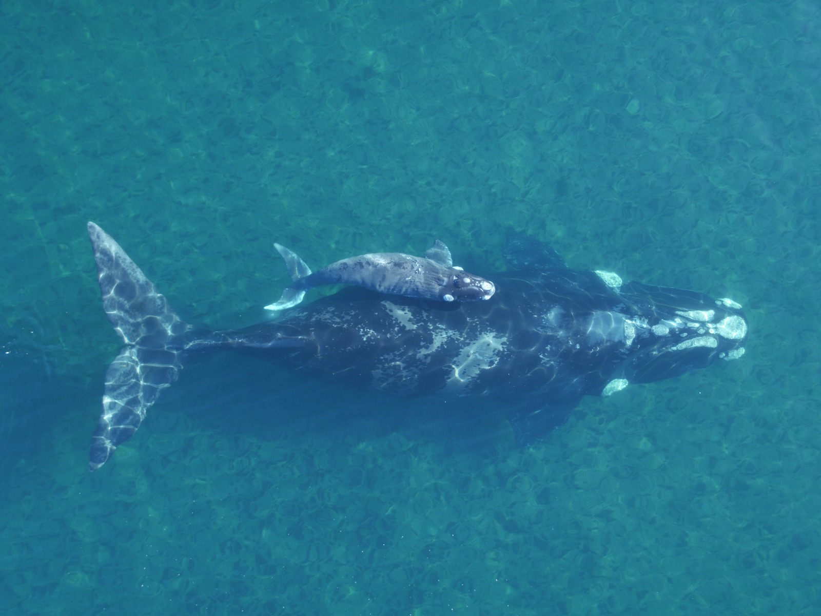 SEMANA DE LAS BALLENAS: SE REALIZARÁ UNA CHARLA SOBRE FOTOIDENTIFICACIÓN