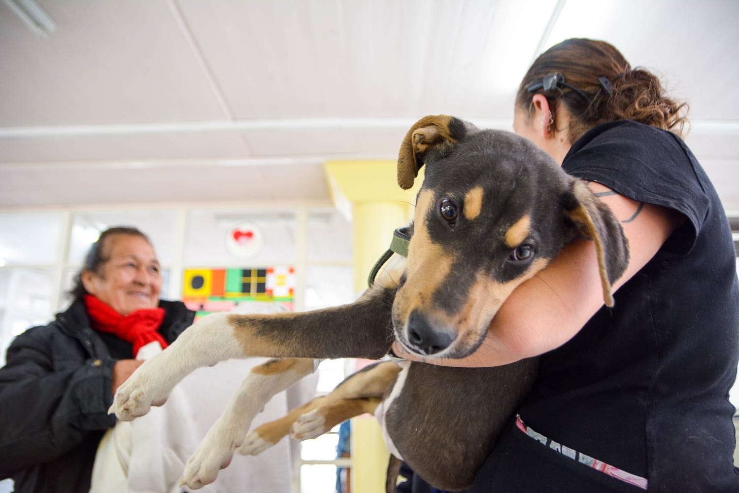 CONTINÚAN LAS CAMPAÑAS GRATUITAS PARA PERROS Y GATOS