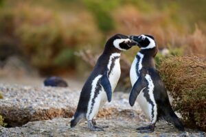 PUERTO MADRYN SE SUMA AL LANZAMIENTO DE LA TEMPORADA DE PINGÜINOS 2023-2024