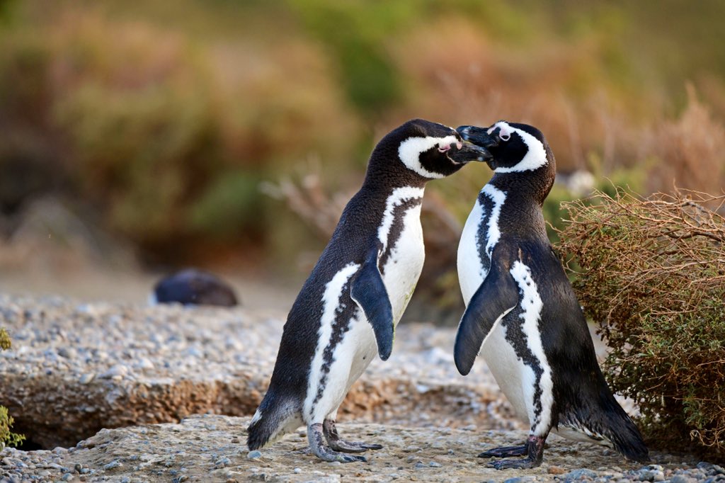 PUERTO MADRYN SE SUMA AL LANZAMIENTO DE LA TEMPORADA DE PINGÜINOS 2023-2024