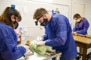 CONTINÚAN LAS CAMPAÑAS GRATUITAS PARA PERROS Y GATOS