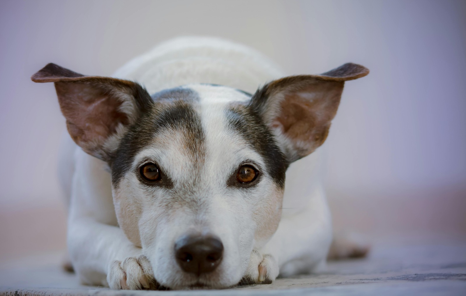 INVITAN A EVENTO PARA PROMOVER LOS DERECHOS, BIENESTAR Y RESPETO A LOS ANIMALES