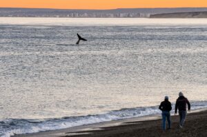 PUERTO MADRYN RECIBE AL I ENCUENTRO REGIONAL DE GESTORES DE SITIOS PATRIMONIO MUNDIAL MARINO DE AMÉRICA LATINA Y EL CARIBE DE UNESCO