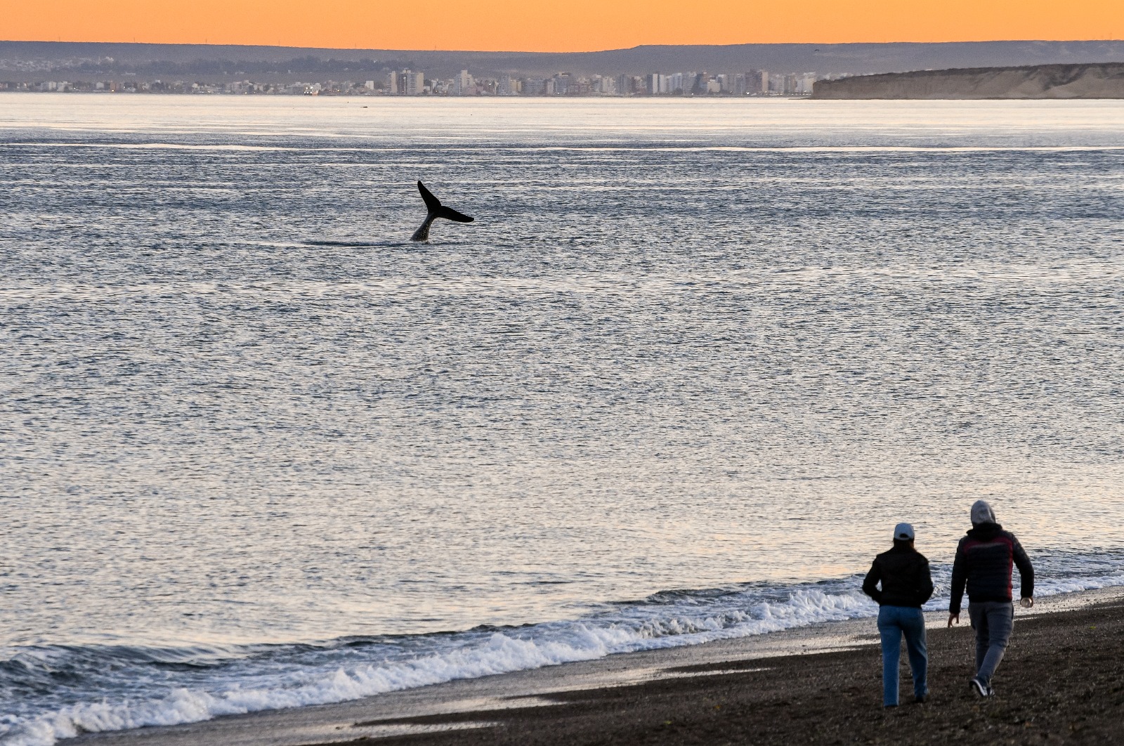 PUERTO MADRYN RECIBE AL I ENCUENTRO REGIONAL DE GESTORES DE SITIOS PATRIMONIO MUNDIAL MARINO DE AMÉRICA LATINA Y EL CARIBE DE UNESCO