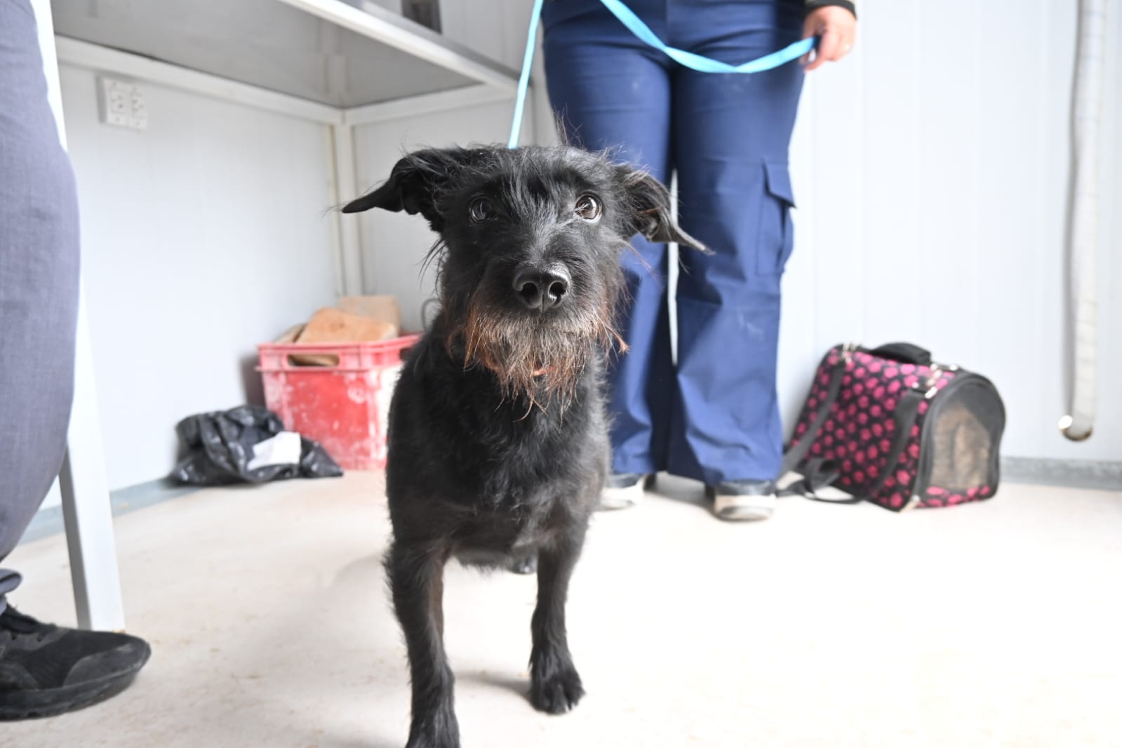 CONTINUAMOS PROMOVIENDO EL CUIDADO RESPONSABLE DE ANIMALES CON CAMPAÑAS GRATUITAS PARA PERROS Y GATOS
