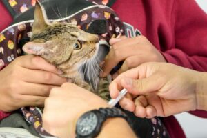 CAMPAÑA DE APLICACIÓN DE ANTIRRÁBICO Y DESPARASITARIO PARA PERROS Y GATOS