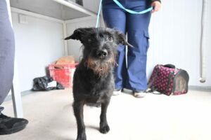 CAMPAÑA DE CASTRACIÓN CON APLICACIÓN DE ANTIRRÁBICA PARA PERROS Y GATOS