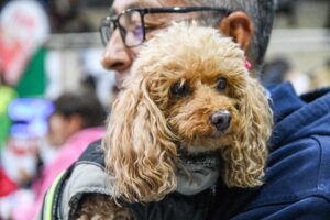 CONTINUAMOS PROMOVIENDO EL CUIDADO RESPONSABLE DE ANIMALES CON CAMPAÑAS GRATUITAS PARA PERROS Y GATOS