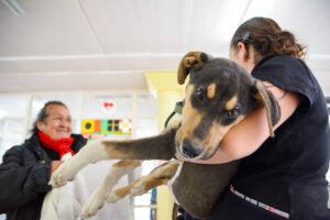CAMPAÑA DE CASTRACIÓN CON APLICACIÓN DE ANTIRRÁBICA PARA PERROS Y GATOS