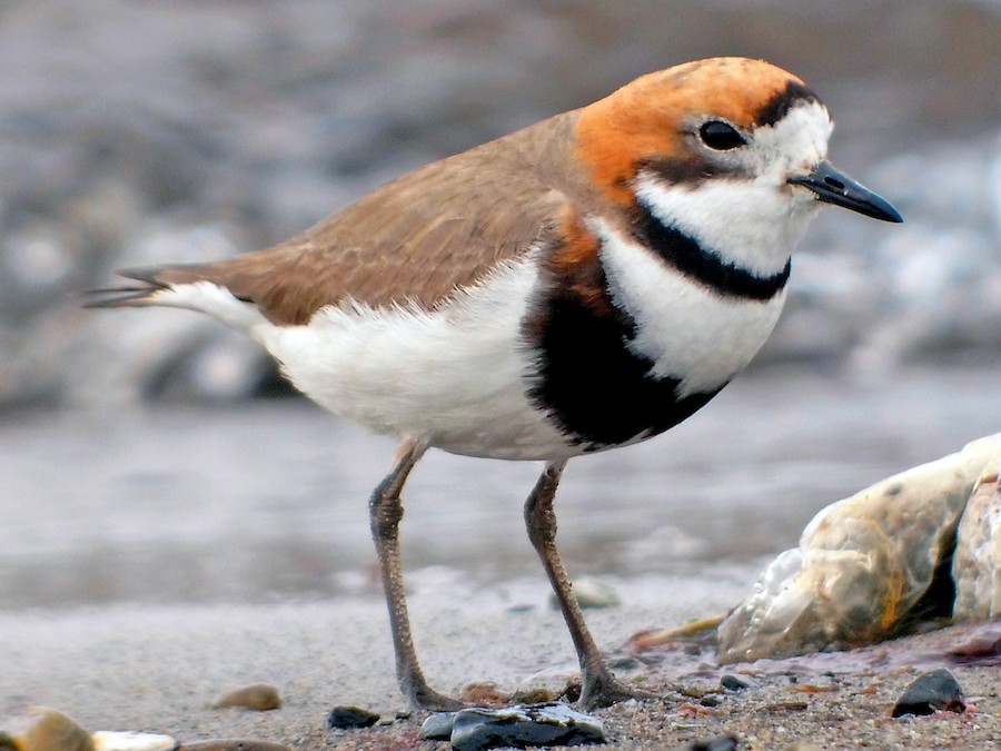 SE REALIZARÁ UNA JORNADA POR EL DÍA MUNDIAL DE LAS AVES MIGRATORIAS