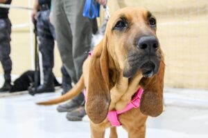CONTINUAMOS PROMOVIENDO EL CUIDADO RESPONSABLE DE ANIMALES CON CAMPAÑAS GRATUITAS PARA PERROS Y GATOS