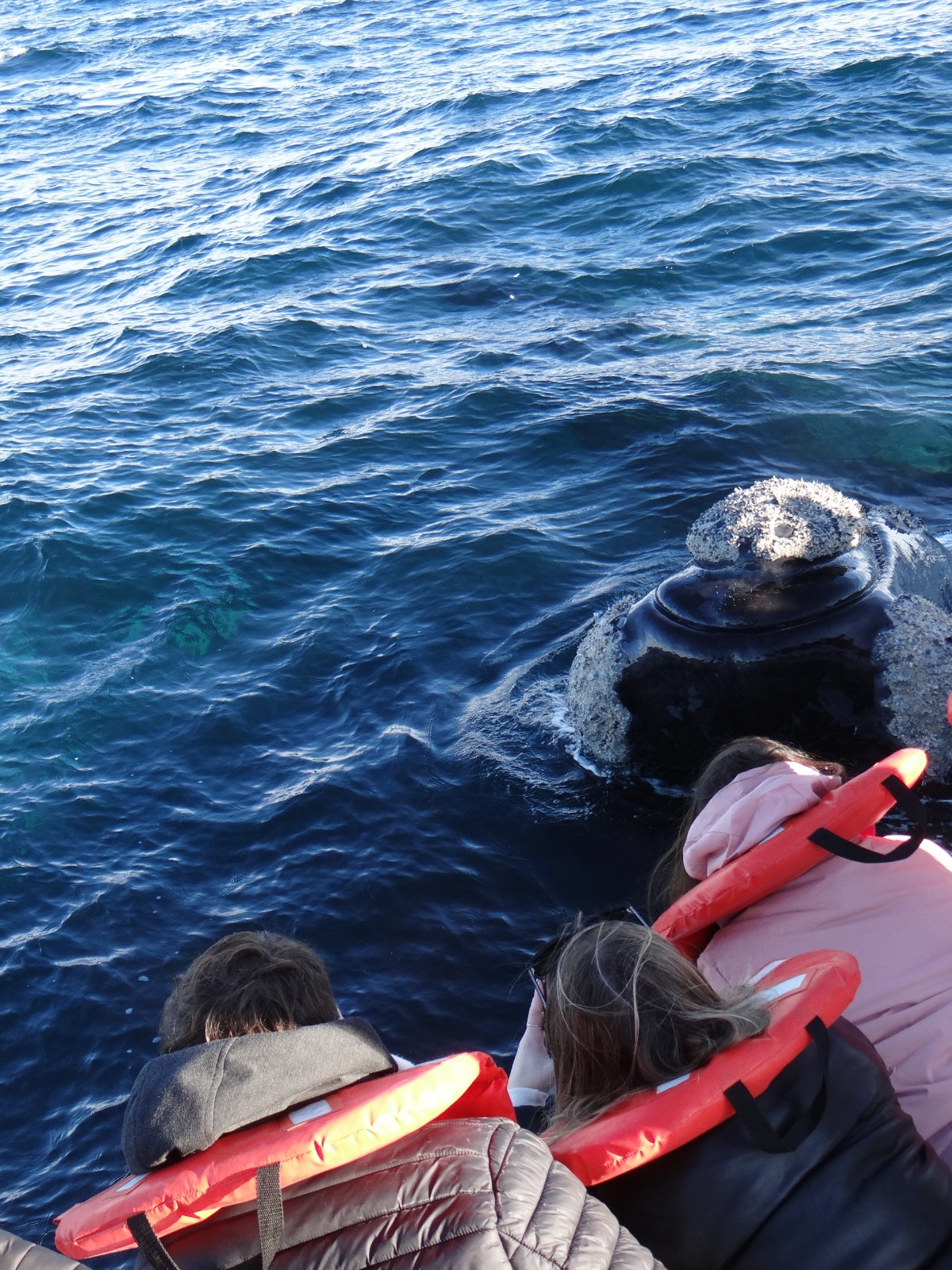 PUERTO MADRYN RECIBIÓ UN NUEVO FAM PRESS PARA PROMOCIONAR LA TEMPORADA DE BALLENAS Y LAS VACACIONES DE INVIERNO
